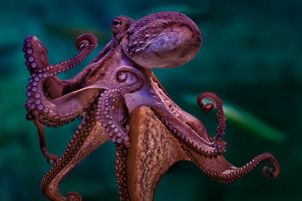 Kraken актуальный сайт